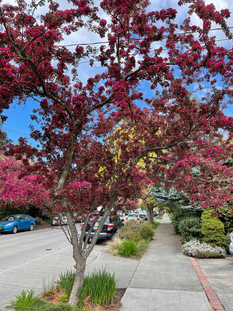 Neighborhood spring bloom