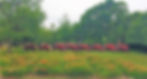 East View Farm Daylilies -- Open House