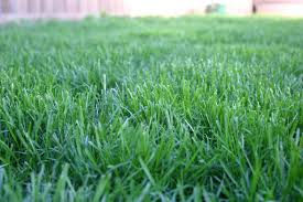 Grass #4
