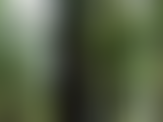 REDWOOD AND NATIONAL STATE PARK