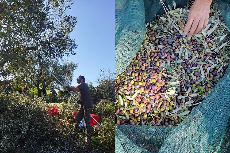 Abbacchiatura : fatica e raccolto