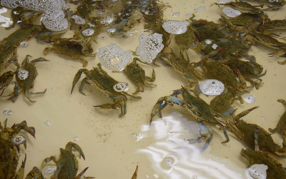 Peeler Crabs