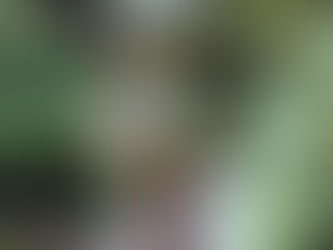 Frau im Sommerkleid auf einem Waldweg, von hinten fotografiert – Chiq Aesthetics, Hannover