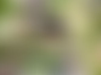 How to Discover Shadow SaaS Without Deploying Another Agent