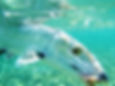 Grand Bahama Bonefishing | Firefly Bonefishing