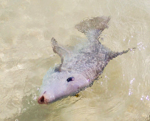 Grand Bahama Bonefishing At Sandy Beach Villas Bonefish Lodge | Grand Bahama Nature Tour