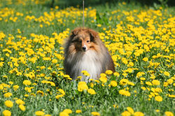 Арт Филисти Перфект