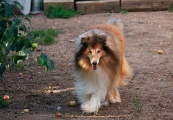 FRIDENS DREAM FOR REFLECTION