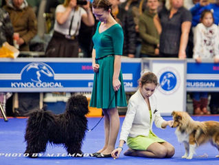 ИНТЕРНАЦИОНАЛЬНАЯ ВЫСТАВКА СОБАК "РОССИЯ-2015" (ДВОЙНОЙ CACIB) Светлые Истоки Желудевая Фе