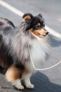 Арт Филисити Дуглас