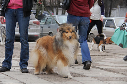 Светлые Истоки Ольховая Веточка