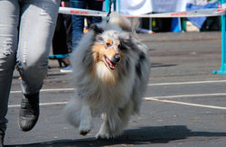 Светлые Истоки Женева