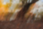 Emozioni d'autunno