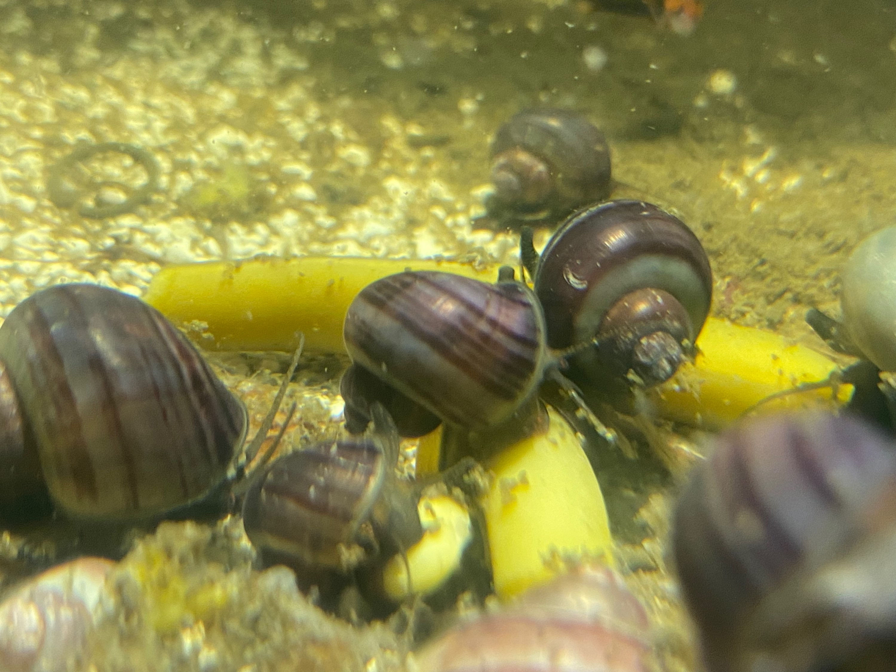 Mystery Snails