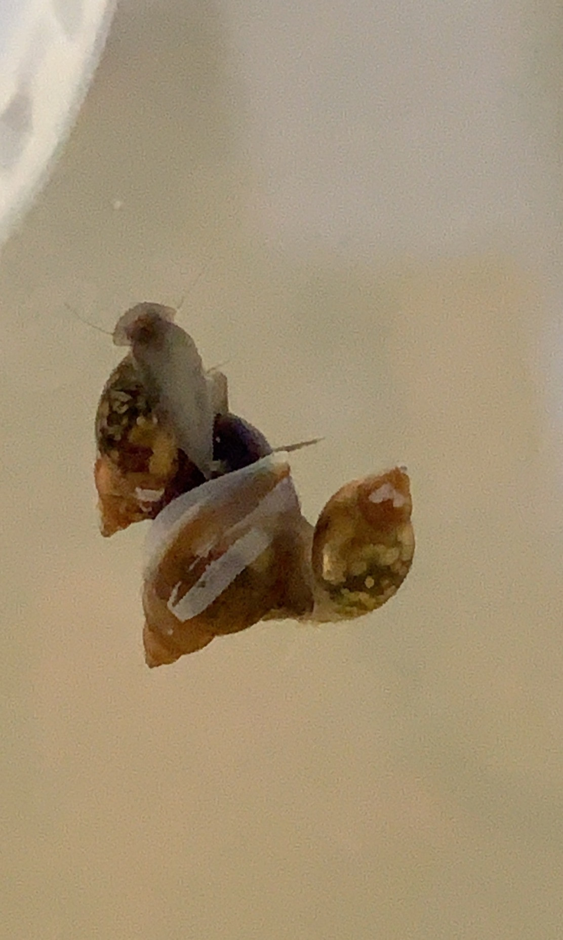 Feeder Snails
