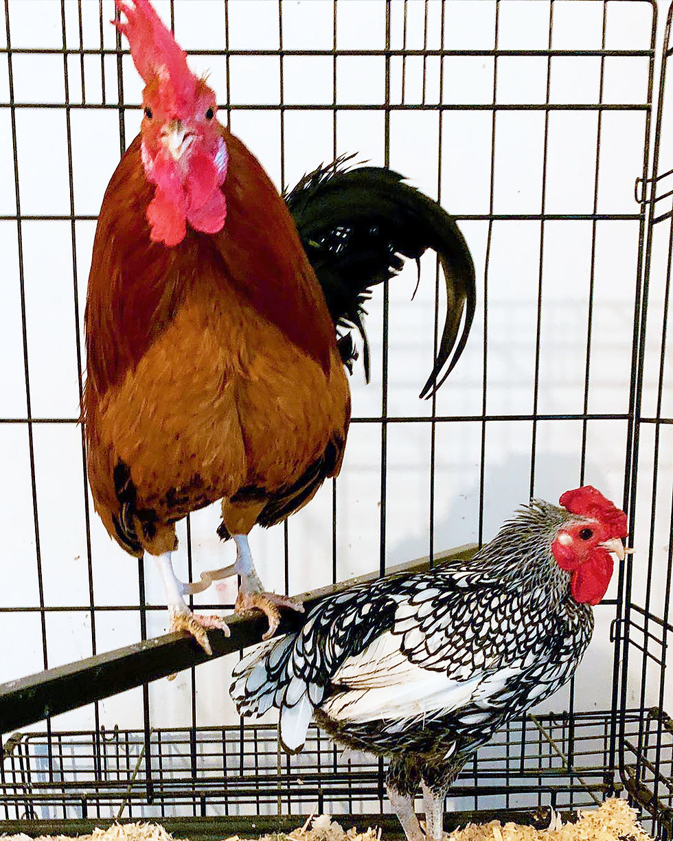 Thumbnail: Mews Roos - Sandy Chicken -Medium