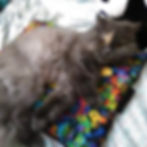 Thumbnail: Cotton Candy Pattern XL Krinkle Mats Refillable Cat Bed