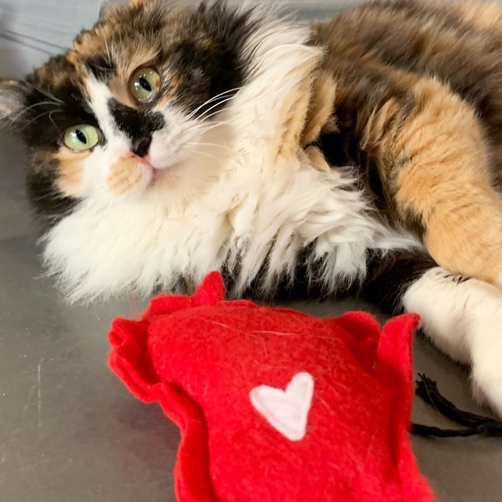 Thumbnail: Wisc'rs Blue Catnip Stuffed Cat Toy
