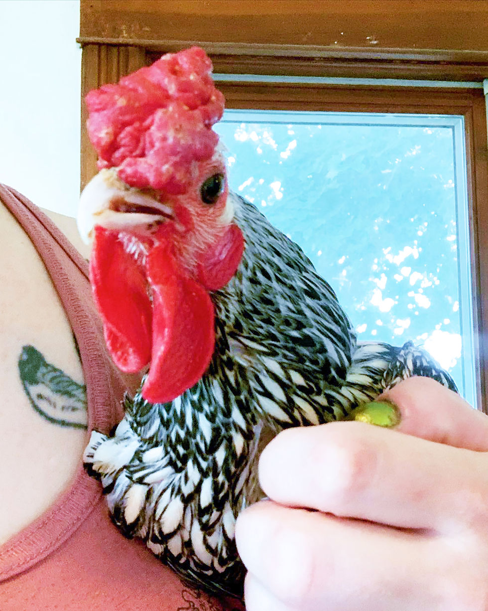 Thumbnail: Mews Roos - "Marvin" Chicken - Medium