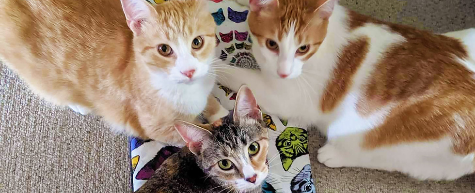 If you have a little extra cat, you need a little extra mat- We've got you covered for the big stretch with these refillable 