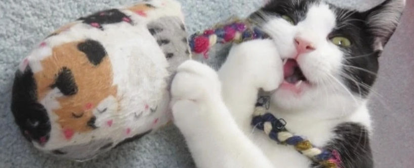 Fully stuffed with super potent catnip, these big, bright and fun toys are the backbone of TacoCat and our very first product