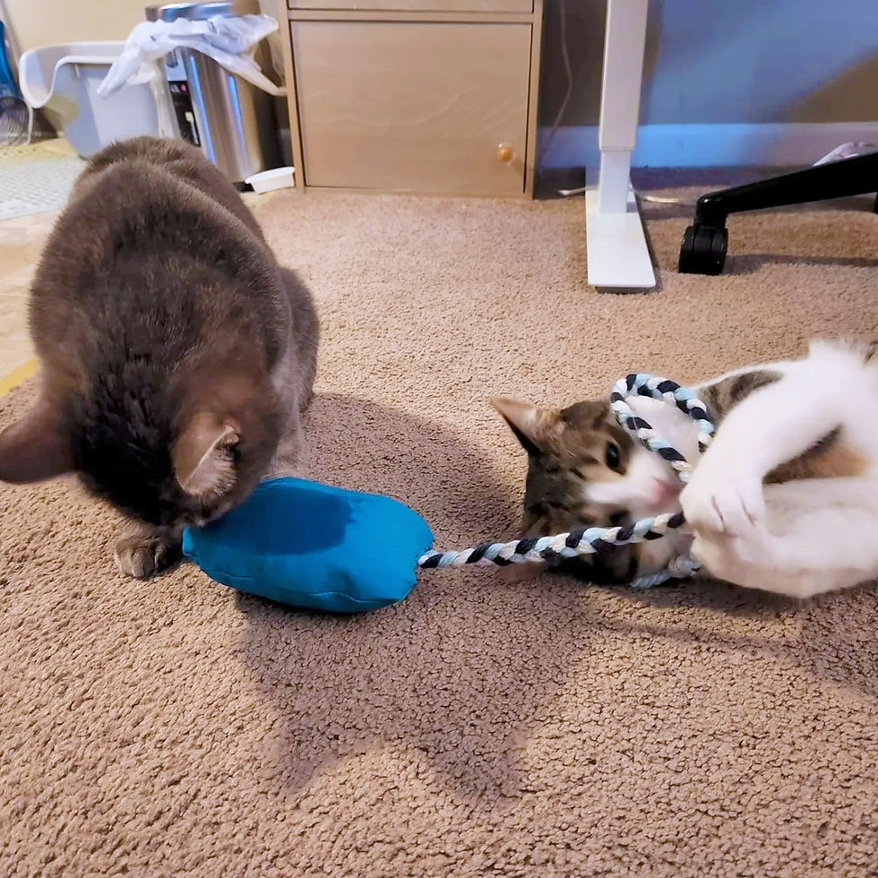 Thumbnail: RuffRats BLUE Catnip Stuffed Canvas Cat Toy