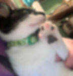 Thumbnail: Solid Black Cat Collar - 3/8" Safety Collar