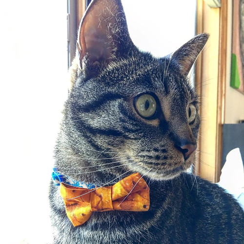 tuxedo bow tie cat collar