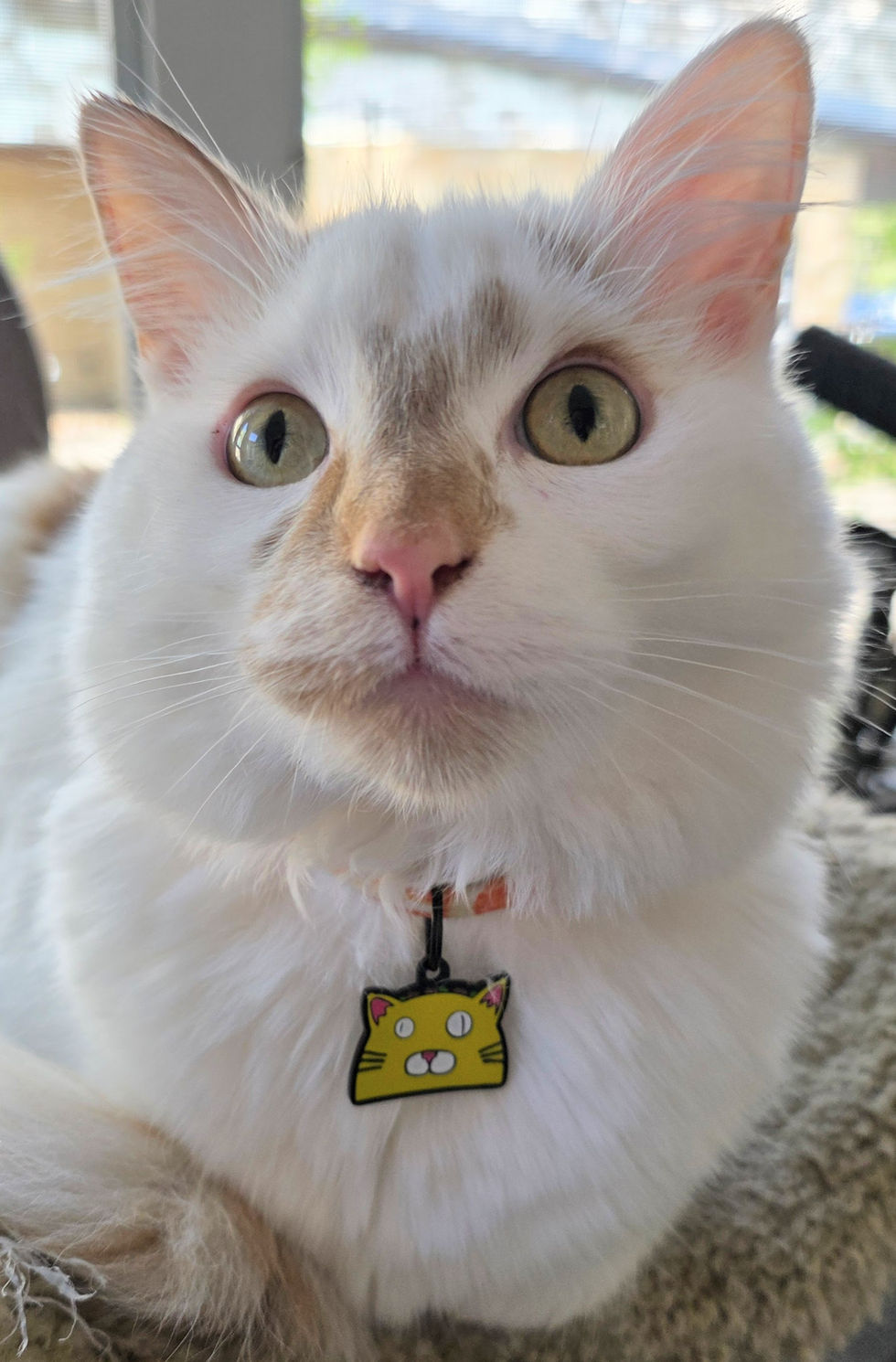 Thumbnail: TacoCat Logo Pet Tag !