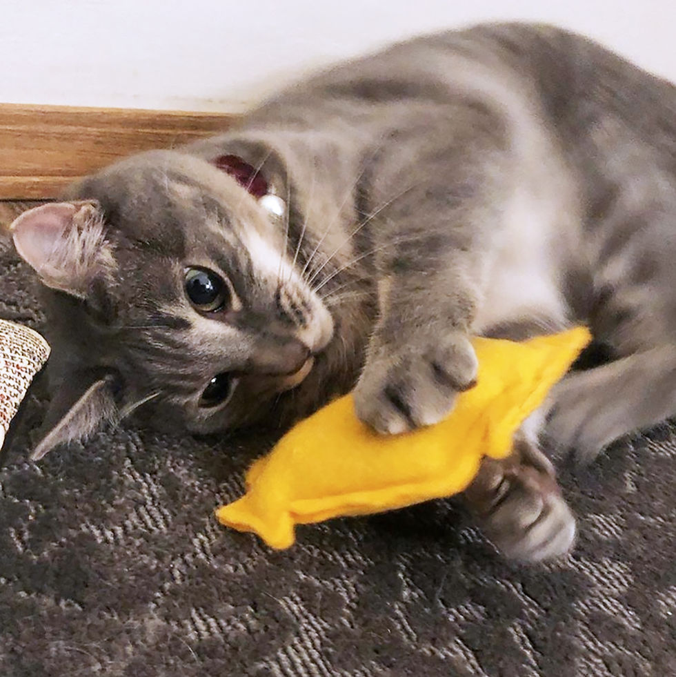 Thumbnail: Wisc'rs Orange Catnip Stuffed Cat Toy