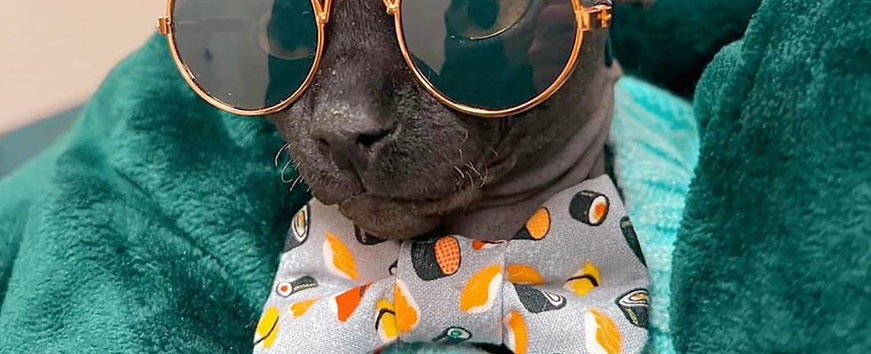 We know your cat is perfect, but how much BETTER would if be if they wore a cute little bow tie? So many choices!