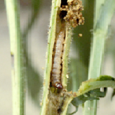 Dahlia Pest: European Corn Borer