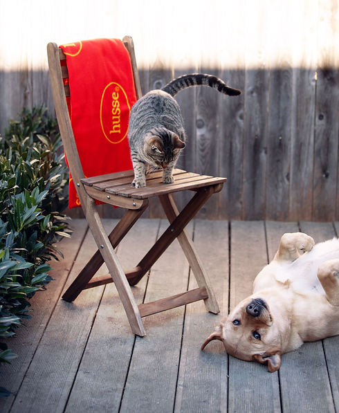 hund og katt.jpeg