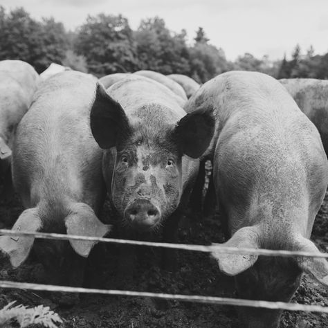 From Birth to Butcher - Summer 2022