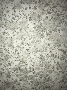 Mold Garage.jpeg
