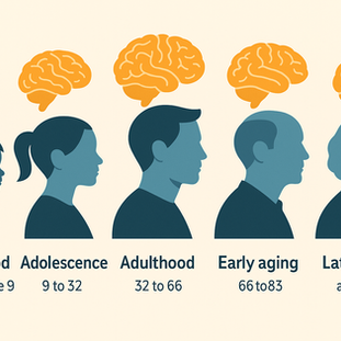 Smadzenes mainās visu dzīvi: kāpēc “pusaudža smadzenes” mūsos dzīvo līdz pat 30 gadiem?