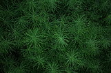 background.png