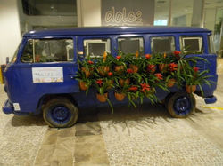 siron bromelias kombi