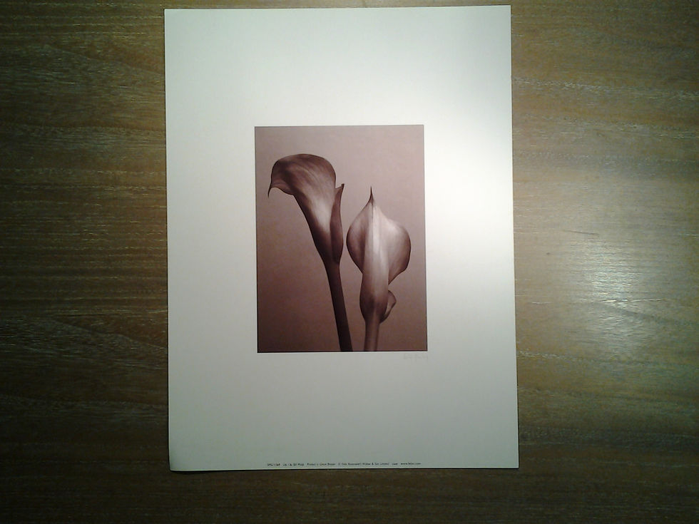 Lily I
