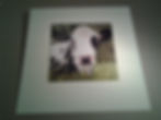 Danby Wiske Cow