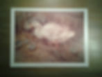 A White Duck