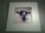 Sheep Portrait 4