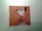 Avocet