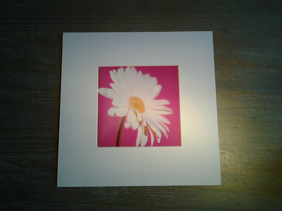 Gerbera Pure White On Magenta
