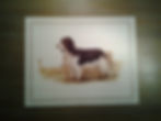 Springer Spaniel