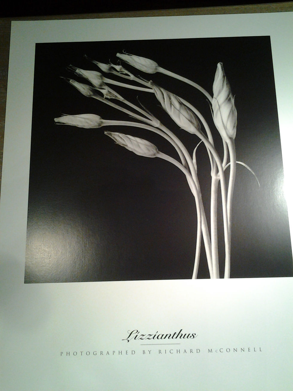 Lizzianthus