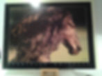 Frision Horse