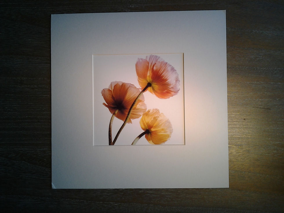 Poppies