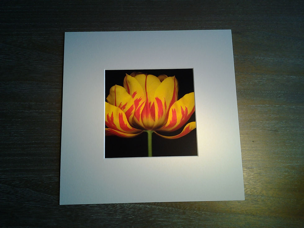 Yellow Red Tulip