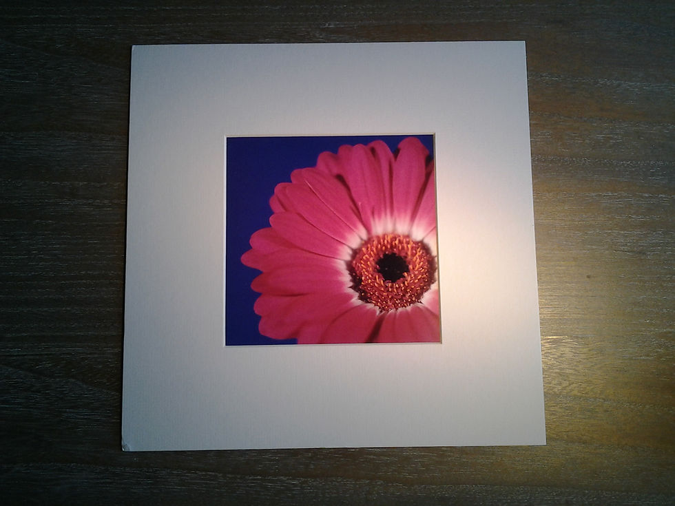 Gerbera Magenta On Deep Blue